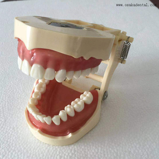 نموذج تعليمي لتقويم الأسنان يمكن اختباره باستخدام البراغي الدقيقة